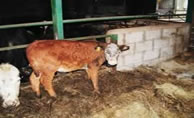 Back to the Cow Shed
