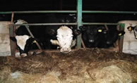 Back to the Cow Shed
