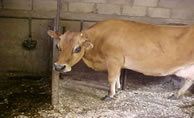 Back to the Cow Shed