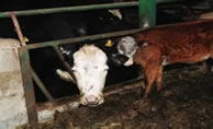 Back to the Cow Shed