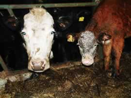 Back to the Cow Shed