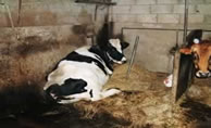 Back to the Cow Shed