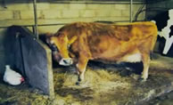 Back to the Cow Shed