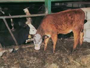 Back to the Cow Shed