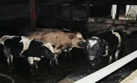 Back to the Cow Shed