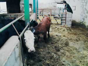 Back to the Cow Shed