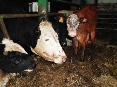 Back to the Cow Shed