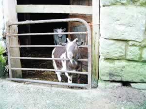 Back to the Goat Shed