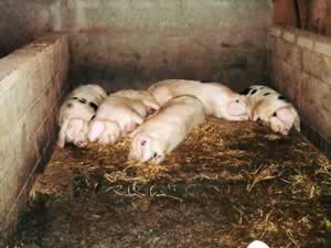 Back to the Pig Sty