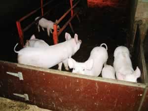 Back to the Pig Sty