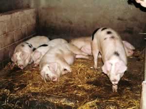 Back to the Pig Sty