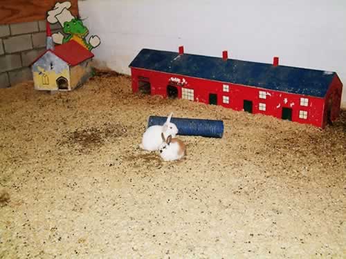 Back to Rabbit World