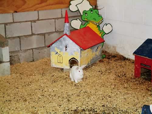 Back to Rabbit World