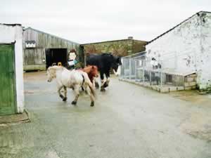 Back to the Horse Stables