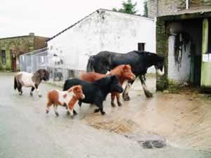 Back to the Horse Stables