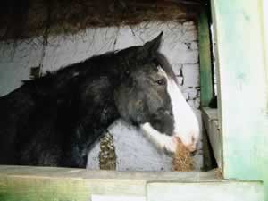 Back to the Horse Stables