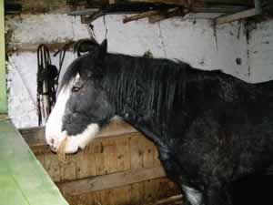 Back to the Horse Stables