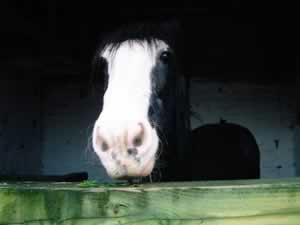 Back to the Horse Stables